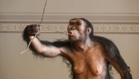 Premier voyage en Europe de l'australopithèque Lucy, exposée à Prague