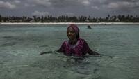 A Zanzibar, l'élevage d'éponges de mer offre une bouée de sauvetage aux femmes
