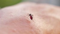 Chikungunya: les deux cas autochtones récents sont les plus précoces jamais identifiés en métropole