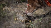 En Afrique du Sud, des chiens renifleurs à la rescousse de tortues bosselées