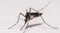 Chikungunya: l'ascension des cas autochtones continue dans l'Hexagone