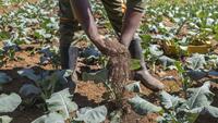 Kenya: lombrics et mouches au secours des sols des agriculteurs kényans
