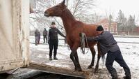 Ukraine: menacé par les frappes russes, un haras contraint d'évacuer des chevaux