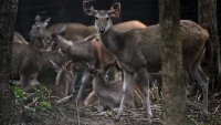 En Thaïlande, des proies lâchées dans la jungle pour sauver les tigres