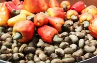 Côte d’Ivoire : le prix du cajou chute