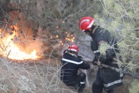 Feux de forêt en Algérie : 29 incendies en 24 heures, la Protection civile en alerte maximale