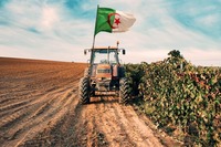 Loin devant le Maroc et la Tunisie, ce produit vital hisse l’Algérie au 2ᵉ rang arabe