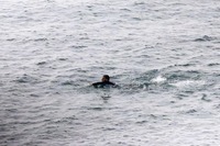 Ceuta : deux jeunes Algériens disparaissent en mer en tentant de rejoindre l’Espagne à la nage