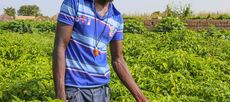 Pool Financier : Comment l’agriculteur M. Diop a perdu 100 millions en voulant fructifier ses affaires