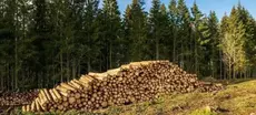 Attestation obligatoire pour exporter les produits forestiers
