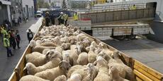 En Algérie, le « scandale des moutons » de l’Aïd embarrasse le pouvoir