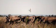 Afrique du Sud : l’ancien plus grand éleveur de rhinocéros au monde arrêté pour trafic de cornes