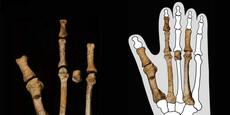 Le pied d’un australopithèque dans la fourmilière de nos origines
