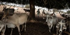 Au Sénégal, 20 morts dans une épidémie de fièvre de la vallée du Rift