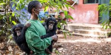 En Sierra Leone, un sanctuaire pour les chimpanzés menacé par l’alarmante déforestation