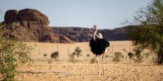 Le Tchad retire la gestion de ses parcs naturels à l’ONG sud-africaine African Parks