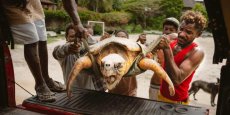 Au Kenya, le travail d’une ONG pour protéger les tortues marines des activités humaines