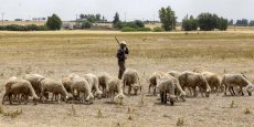 Au Maroc, une fête de l’Aïd sans sacrifice de mouton