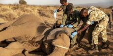 Au Kenya, la mort préoccupante d’éléphants, victimes de mystérieux empoisonnements