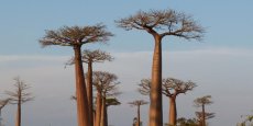 Madagascar : une destination touristique sur de bons rails