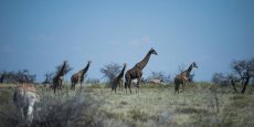Namibie : l’une des plus grandes réserves animalières d’Afrique menacée par un incendie gigantesque