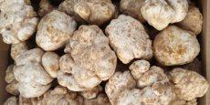 Achetée 50 €, revendue 900 € : la truffe blanche algérienne affole les marchés gastronomiques