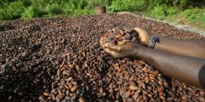 Cacao en Côte d’Ivoire : face à la flambée des cours, les autorités font un geste en direction des planteurs