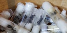 Trafic de fourmis : l’un des jeunes Belges arrêtés au Kenya avait monté un réseau d’approvisionnement