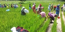 Souveraineté alimentaire : Le Sénégal décroche un prêt de 37,4 milliards FCFA du Fonds de l’OPEP
