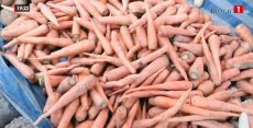 Denrées alimentaires : La décision intelligente de l’Etat pour la filière de la carotte au Sénégal