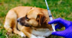 Rage en Algérie : Cette wilaya lance une campagne de vaccination « gratuite »