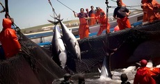 Après 15 ans d’attente, l’Algérie renoue avec ses quotas historiques de thon rouge