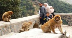 Cacahuètes, biscuits, chips… la « junk food » de l’homme menace le macaque de Barbarie