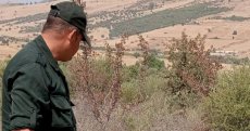 Rare et timide, cet animal fait une apparition surprenante à Guelma [PHOTOS]