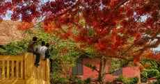 Petite méditation sur l’arbre, les commencements, le chantier et la promesse (Par Oumar Ba)