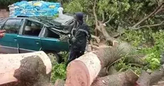 Thiès : 70 arbres déracinés et dégâts matériels importants suite aux fortes pluies