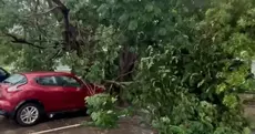 Fortes pluies à Dakar : des arbres centenaires déracinés et de nombreux dégâts à l’UCAD