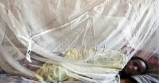Épidémie au Sénégal : Le bilan s’alourdit, les morts s’enchaînent, la fièvre de la Vallée du Rift inquiète
