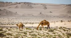 Un nouveau Parc national en projet à Dakhla–Oued Eddahab