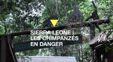 Sierra Leone : les chimpanzés menacés par la déforestation