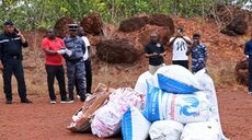 Gabon: 750Kg de cannabis détruits à Mouila par la justice