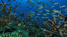 L'océan en ébullition: en Afrique de l'ouest, les zones de peuplement du micronecton se réduisent et se déplacent