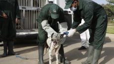 Le Maroc accusé d'abattage massif de chiens errants à l'approche de la CAN 2025