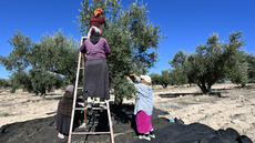Tunisie: les recettes d’exportation d’huile d’olive augmentent de 45%