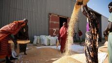 Après trois ans de guerre, la difficile relance de l'agriculture soudanaise