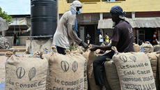 Cacao en Côte d’Ivoire: l’État dit avoir terminé l’achat des stocks, le secteur dénonce l’opacité de l’opération