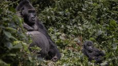 RDC: les violences dans le Nord-Kivu et Sud-Kivu touchent aussi le parc national de Kahuzi-Biega