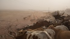 Au Sahel, la politique régionale face à la persistance de la crise alimentaire