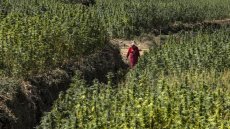 Maroc: les producteurs de cannabis légaux incités à cultiver la variété locale pour économiser l'eau