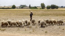 Le Maroc célèbre un Aïd el-kebir sans sacrifice du mouton après l’appel du roi Mohammed VI